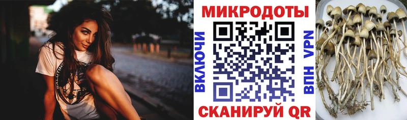 где купить наркоту  Старица  Псилоцибиновые грибы мухоморы 